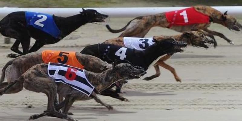 Chiến lược cá cược đua chó hiệu quả